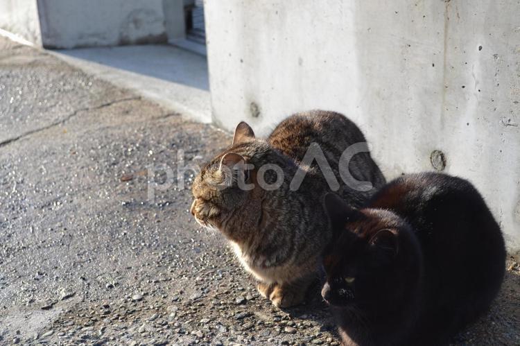 日差し浴びるねこさん 猫,ネコ,ねこの写真素材