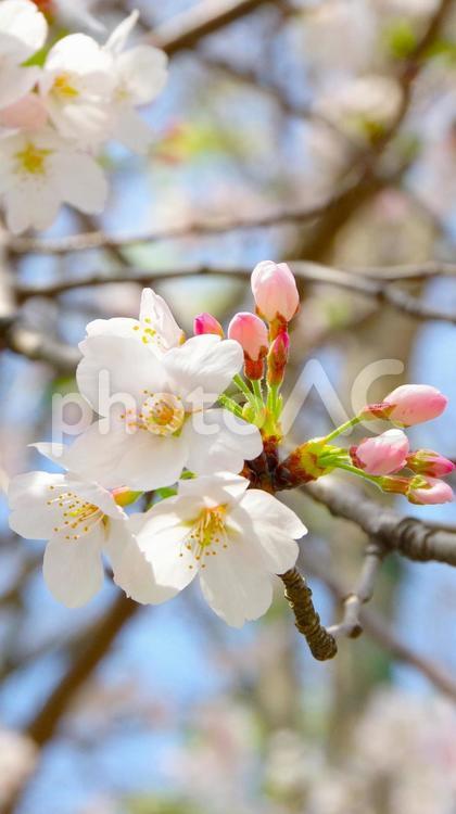 桜の花とつぼみ（ソメイヨシノ） サクラ,自然風景,花の写真素材