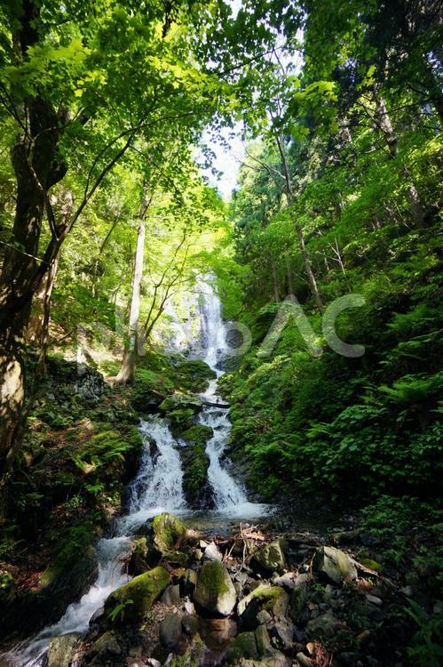 山の中の小さな滝 滝,沢,川の写真素材