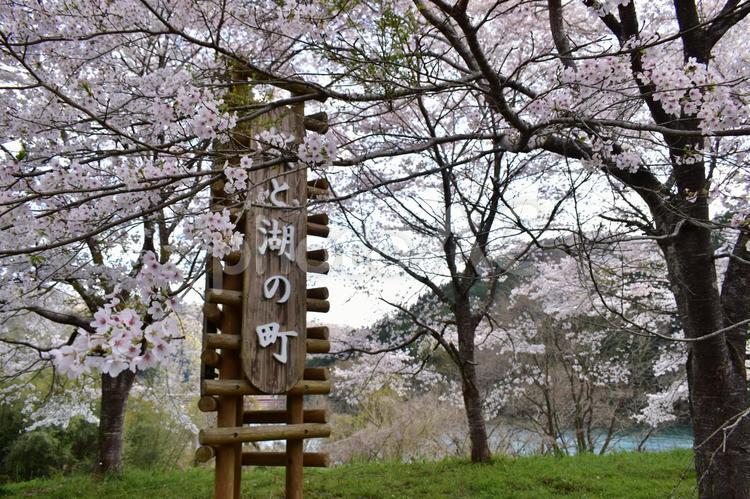 桜　春　桜と湖の町 桜,さくら,岡山の写真素材
