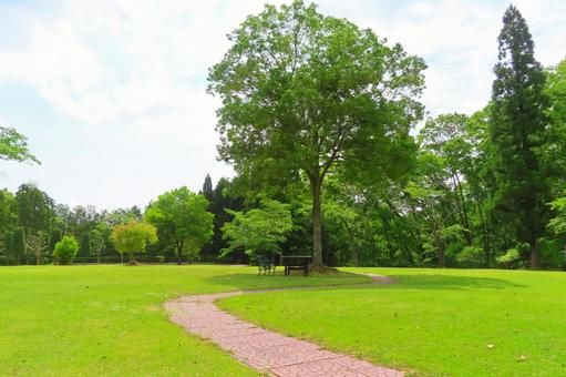 新緑とベンチ 新緑とベンチ ベンチ,新緑,公園の写真素材