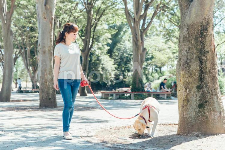 犬の散歩をする女性 犬,犬の散歩,散歩の写真素材