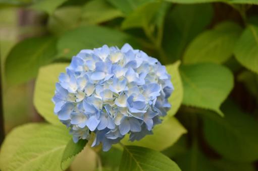 Photo, hydrangea, flower, plant, 