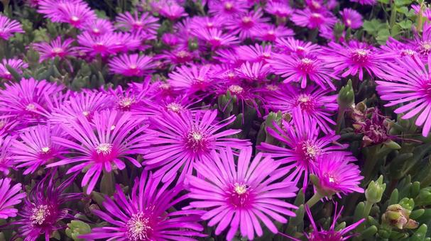 Photo, pine chrysanthemum, matsubagaki, flower, 