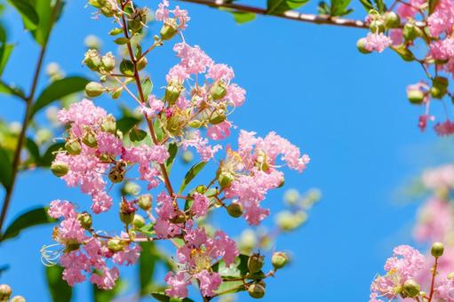 Photo, hundred days red, pink, flower, 