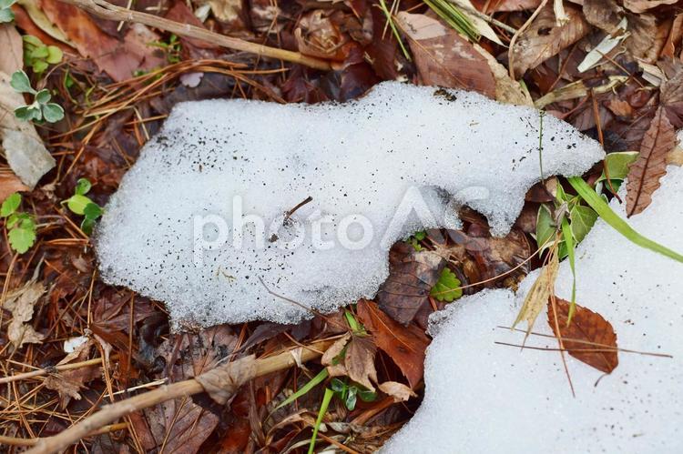 ＜冬イメージ＞地面の雑草と雪 雪,草,雑草の写真素材