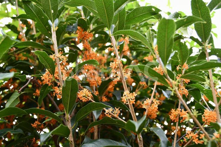 キンモクセイの花 キンモクセイ,花,オレンジの写真素材