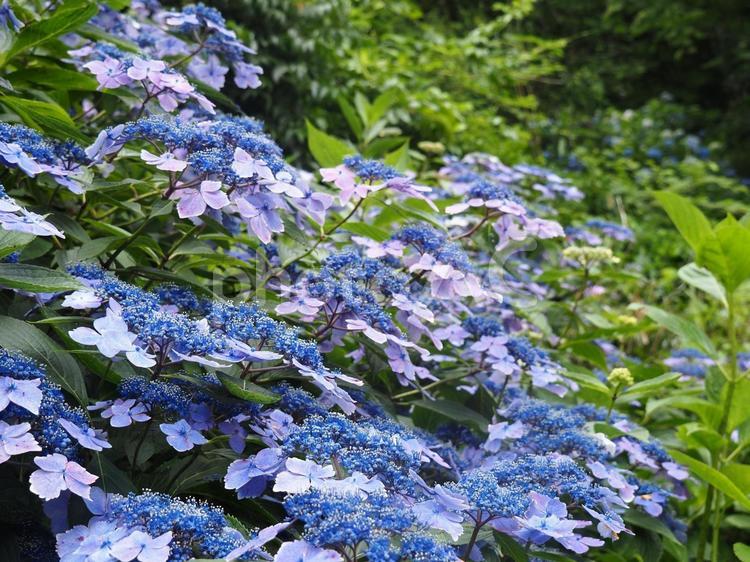 アジサイの花と葉っぱの写真 アジサイ,紫陽花,あじさいの写真素材