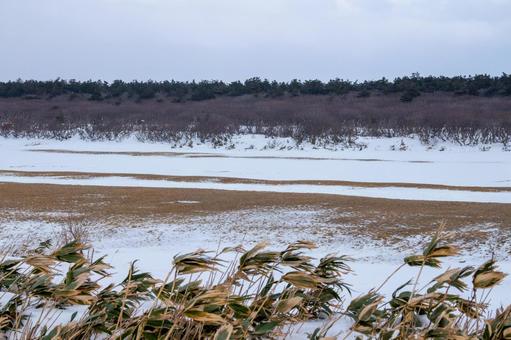雪に覆われた原野の幻想風景 雪に覆われた原野の幻想風景 草,雪,冬の写真素材