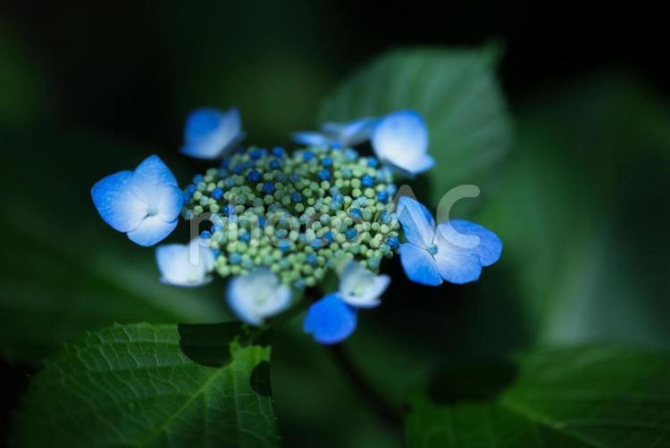 紫陽花 紫陽花,アジサイ,あじさいの写真素材