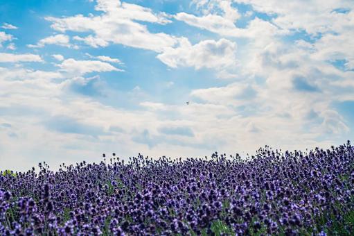 北海道 札幌市 幌見峠のラベンダー畑 北海道 札幌市 幌見峠のラベンダー畑の写真