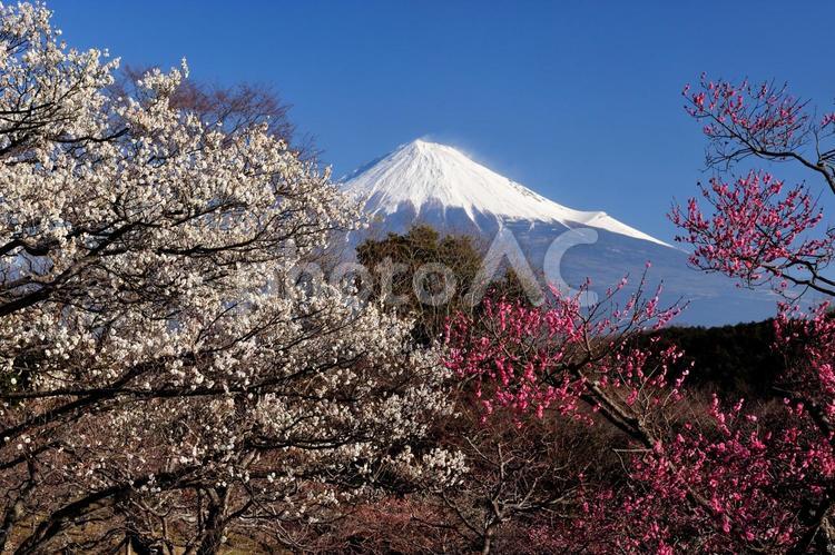 紅梅の梅と富士 富士山,山,自然の写真素材