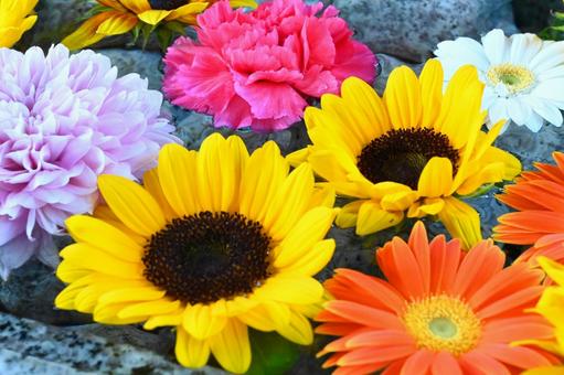 ひまわりとガーベラ 花手水,ガーベラ,カーネーションの写真素材