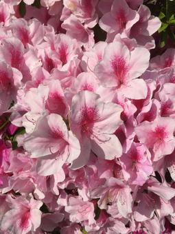 Azalea flowers, JPG