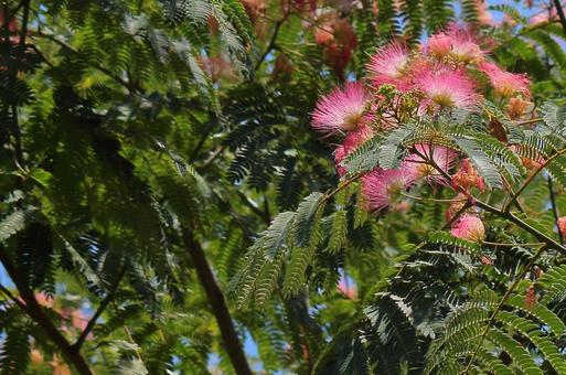 Photo, nemnock, silk tree, flower, 