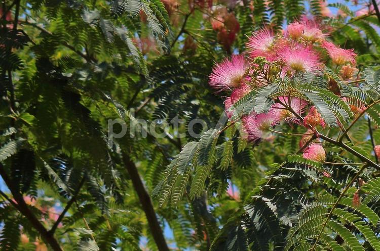 ネムノキの花 ネムノキ,合歓木,花の写真素材