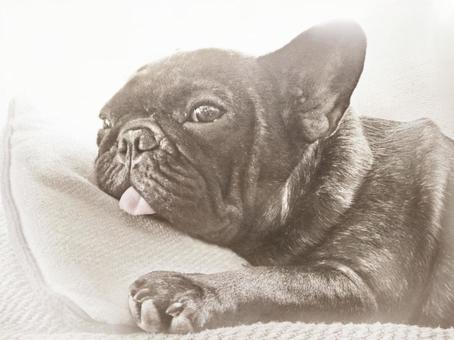 フレンチブルドッグ フレンチブルドッグ フレンチブルドッグ,犬,可愛いの写真素材