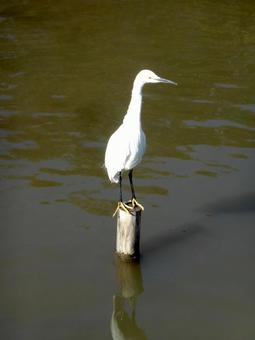 ため池の杭の上に乗るコサギ ため池の杭の上に乗るコサギ コサギ,鳥,野鳥の写真素材