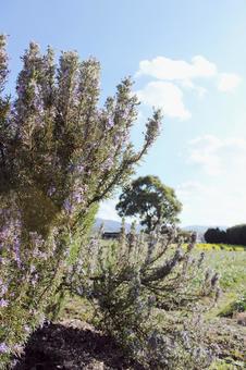 ラベンダー 自然,春,3月の写真素材