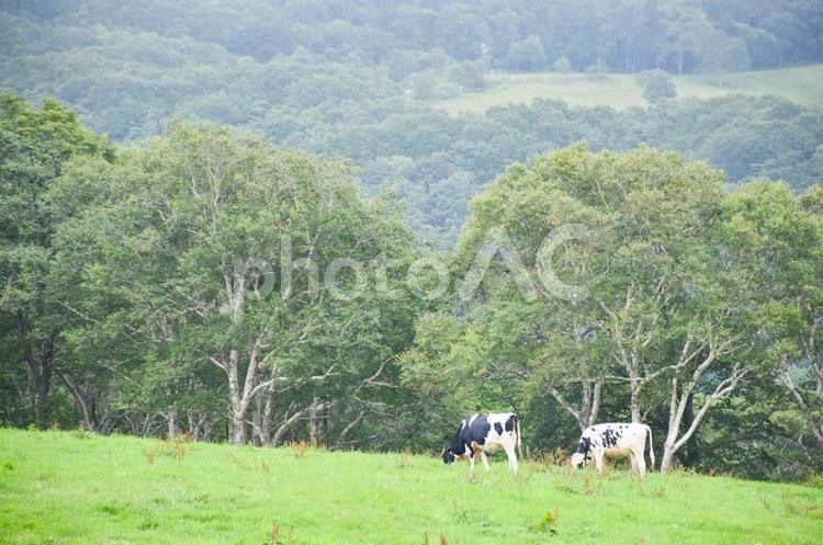 牧歌的な風景 牧場,高台,木々の写真素材