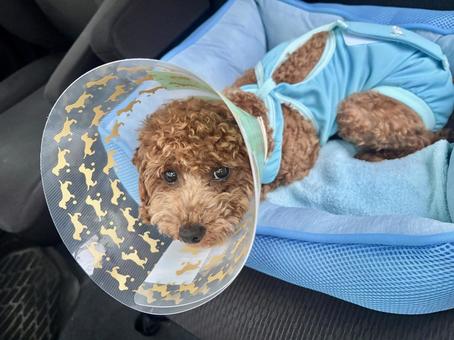 Photo, dog, toy poodle, castration surgery, 