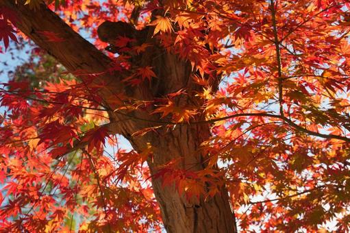 秋の紅葉 秋の紅葉 秋,紅葉,もみじの写真素材
