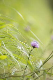 アザミの花 アザミ,紫,自然の写真素材