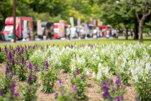 初夏の公園の風景の写真