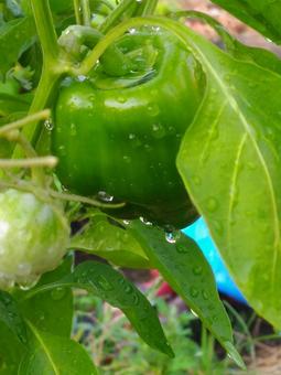 ピーマン 新鮮野菜,畑,緑の写真素材