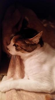 三毛猫 三毛猫の写真