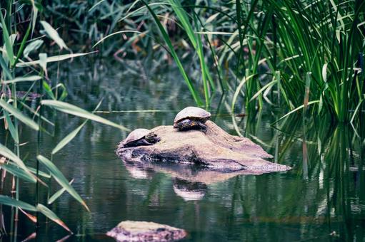 Photo, turtle, green turtle, mississippi red turtle, 