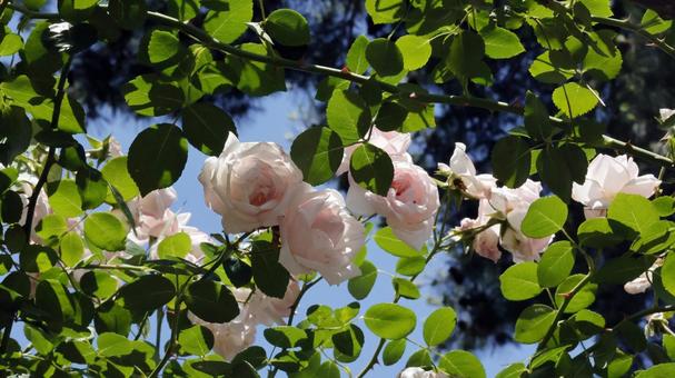 Photo, rose, plant, gardening, 