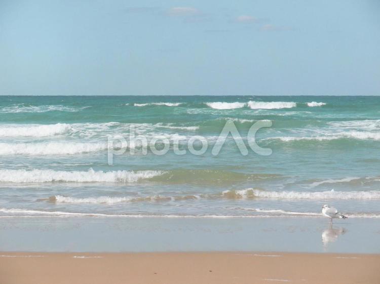 エメラルドの海と浜辺のカモメ 海,砂浜,波の写真素材