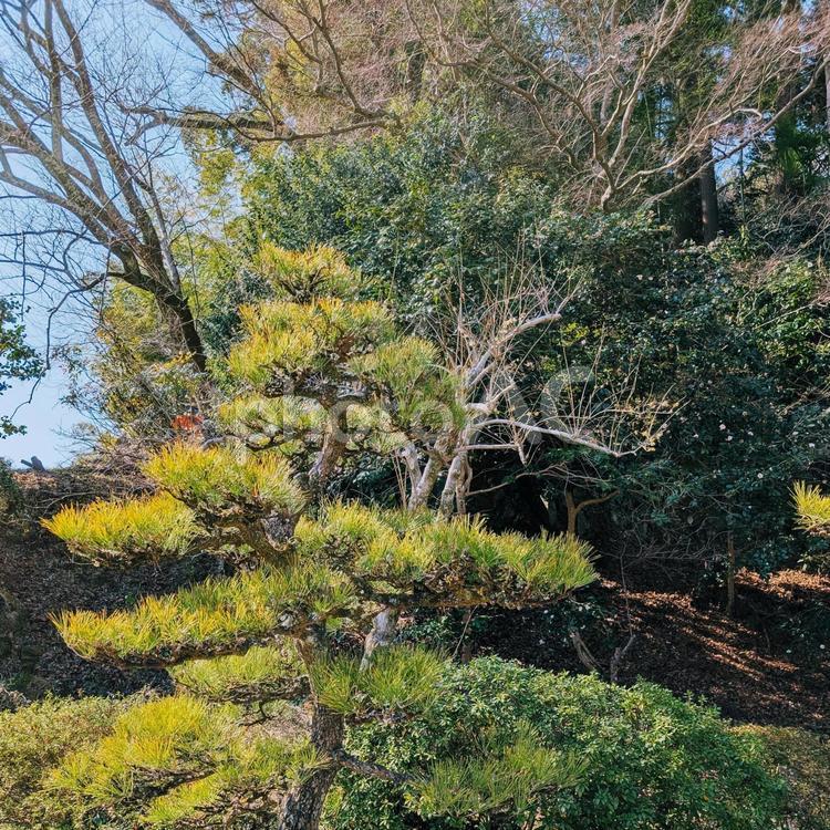 美しい松と木々 松,木,木々の写真素材