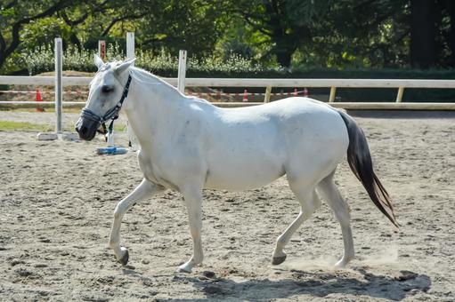 馬場を気持ちよさそうに走る白馬 馬,白馬,鬣の写真素材