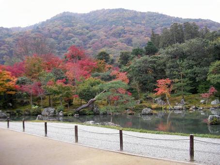 天龍寺　京都 天龍寺,京都,ユネスコの写真素材