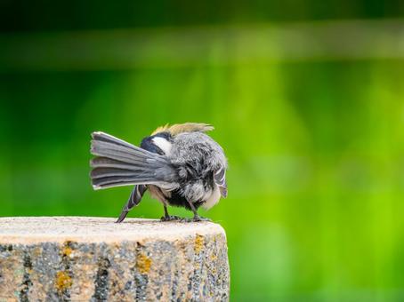 シジュウカラのアップ シジュウカラのアップ シジュウカラ,野鳥,鳥の写真素材
