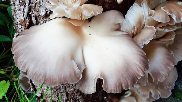 木に生えたキノコ・3 木に生えたキノコ・3 きのこ,菌類,湿地の写真素材