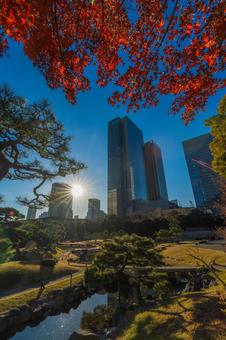 ビル街と紅葉 浜松町,旧芝離宮恩賜庭園,東京の写真素材