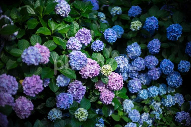 アジサイの季節 紫陽花,あじさい,花の写真素材