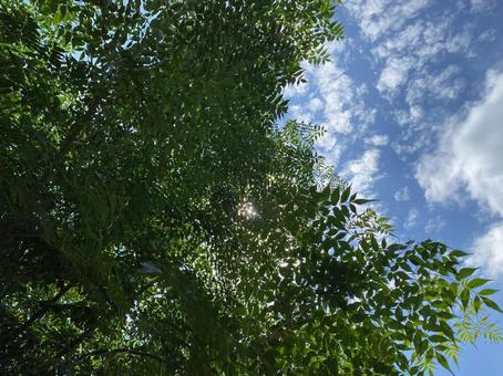 空と木 空と木の写真