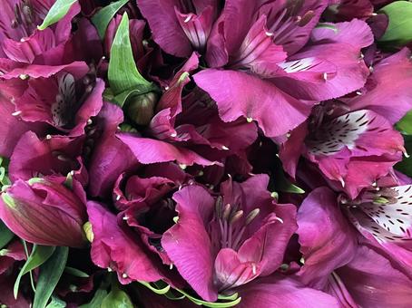 花(アルストロメリア) 花(アルストロメリア)の写真