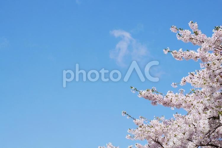 青空と桜の木 さくら,桜,桜の花の写真素材