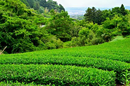 山間部に広がる茶畑 山間部に広がる茶畑 茶畑,風景,畑の写真素材