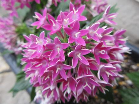 Pink Pentas 001, JPG Pink Pentas 001, JPG