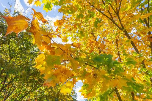 晴れた日の紅葉 晴れた日の紅葉の写真