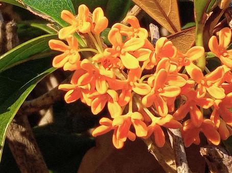 金木犀 金木犀,キンモクセイ,三大香木の写真素材