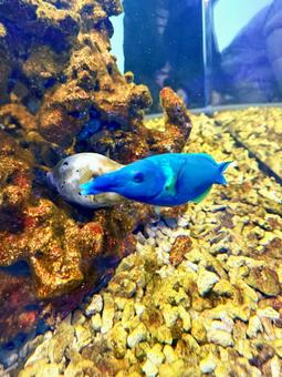 カラフルな魚ちゃん♪ カラフルな魚ちゃん♪の写真