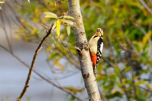 アカゲラ⑿ 鳥,アカゲラ,キツツキの写真素材