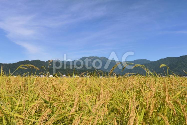 秋の八海山と稲穂（南魚沼市正面）02 八海山,秋,稲穂の写真素材